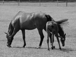 Horses in germany photo