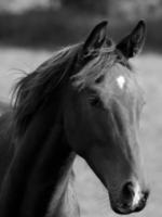 caballos en Alemania foto