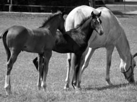 Horses on meadow in germany photo