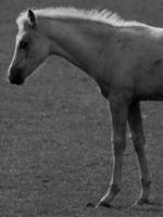 caballos en Alemania foto