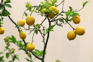 Rich harvest of citrus fruits on trees in a city park in Israel. photo