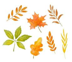 Set of watercolor green and orange tree lleaves isolated on white background. vector
