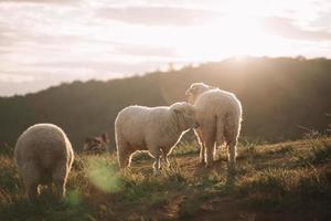 Group of white sheep eating or walking or running at the lawn. In the evening in the mountain meadow. The sun shines on every grass, evening atmosphere. Animal nature mamals concept. photo