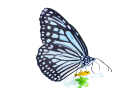 Butterfly on white background easy to use in projects. png