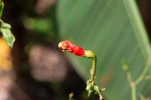 Chilli fruit ready for harvest on the tree photo