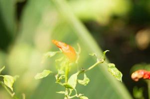 Chilli fruit ready for harvest on the tree photo