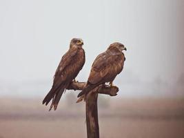 The black kite Milvus migrans photo