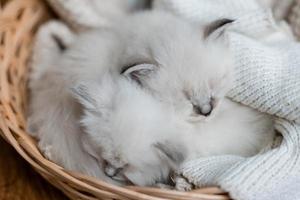 Closeup of a British shorthair kittens of silver color sleeping in a wicker basket standing on a wooden floor. Top view. Siberian nevsky masquerade cat color point. Pedigree pet. High quality photo