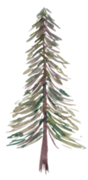 aquarell tannenbaum weihnachtsillustration png