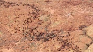 Schwarze Ameisen im Naturwald, die in einer Reihe auf dem Boden laufen, um die Residenz während der Regenzeit zu bewegen video