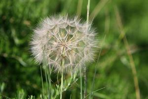 el diente de león florece en un claro del bosque. foto