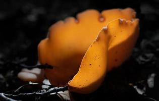 Close up of a mushroom in the forest. The mushroom is orange and shaped like a bowl. It grows on the damp dark soil. The sun shines through the thin walls of the mushroom. photo