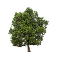 Tree that are isolated on a white background are suitable for both printing and web pages photo