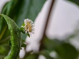 macro margarita falsa, yerba de tago, karisalankanni y bhringraj, es una especie de planta de la familia del girasol foto