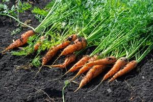 fresh harvested carrots on the ground photo