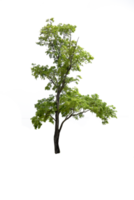 árbol aislado png