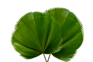 palm leaf Licuala Grandis Isolate on transparent background PNG file