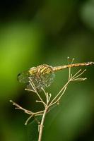 Dragonfly standing on a beautiful tree branch on a green background photo