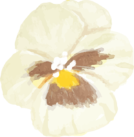 elemento de flor de amor-perfeito em aquarela png