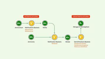 Nitrogen fixation methode by industrial, chemical, biological. 4K size for video or presentation. vector