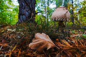 tasty parasol mushroom in the forest in autumn photo