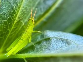 Grasshoppers are a group of insects belonging to the suborder Caelifera perched photo