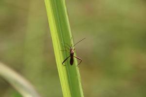 True Insect on a blade of grass photo