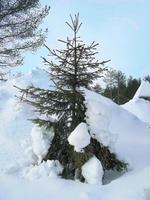 A Single Pine Tree ilex conifer foliage standing in the white snow covered, under blue sky, happy holidays photo