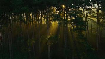 fundo uma zangão tiro dentro órbita por aí uma floresta Como luz solar rajadas dourado cor através a árvores video