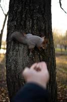 una ardilla traviesa en un árbol foto