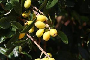 el níspero japonés madura en un árbol en un parque de la ciudad en el norte de israel. foto