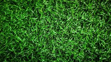 fondo de hierba verde con superposición de desenfoque foto