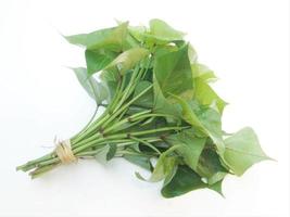 branch of sweet potato leaves Belacan Yam Leaf photo