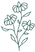 Floral line art linear botanical design element. Flower drawings with thin line. Collection of blooming hand drown flower, contour drawing. PNG with transparent background.