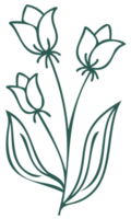 Floral line art linear botanical design element. Flower drawings with thin line. Collection of blooming hand drown flower, contour drawing. PNG with transparent background.