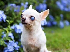 viejo perro chihuahua con ojos ciegos sentado en el jardín con flores moradas. foto