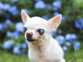 old  chihuahua dog with blind eyes sitting in the garden with purple flowers. photo
