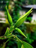 descarga de fondo de pantalla de flores naturales verdes foto