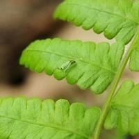 mosquito on the leaf photo