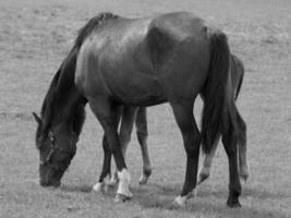 caballos en un prado alemán foto