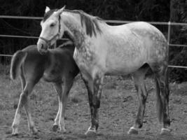 horses on a german meadow photo