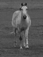 horses on a german meadow photo