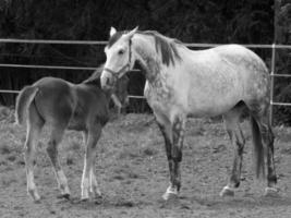 horses on a german meadow photo