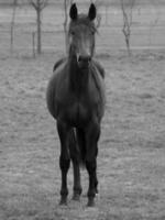 caballos en un prado alemán foto