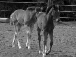 caballos en un prado alemán foto