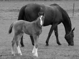 horses on a german meadow photo