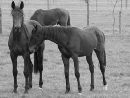 horses on a german meadow photo