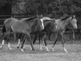 caballos en un prado alemán foto