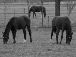 horses on a german meadow photo