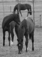 caballos en un prado alemán foto